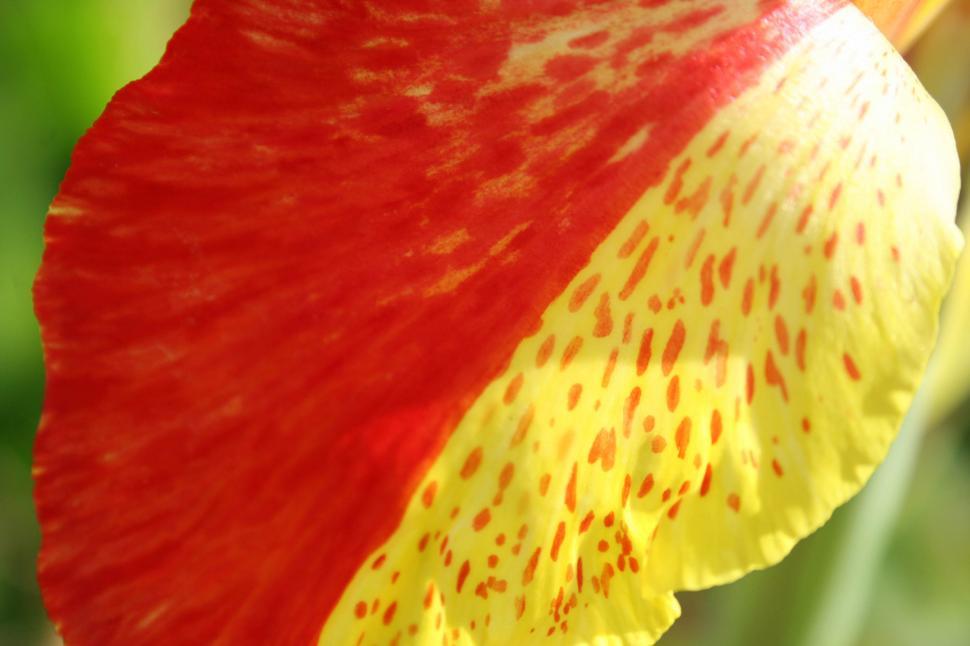 Free Image of Close Up of a Red and Yellow Flower 