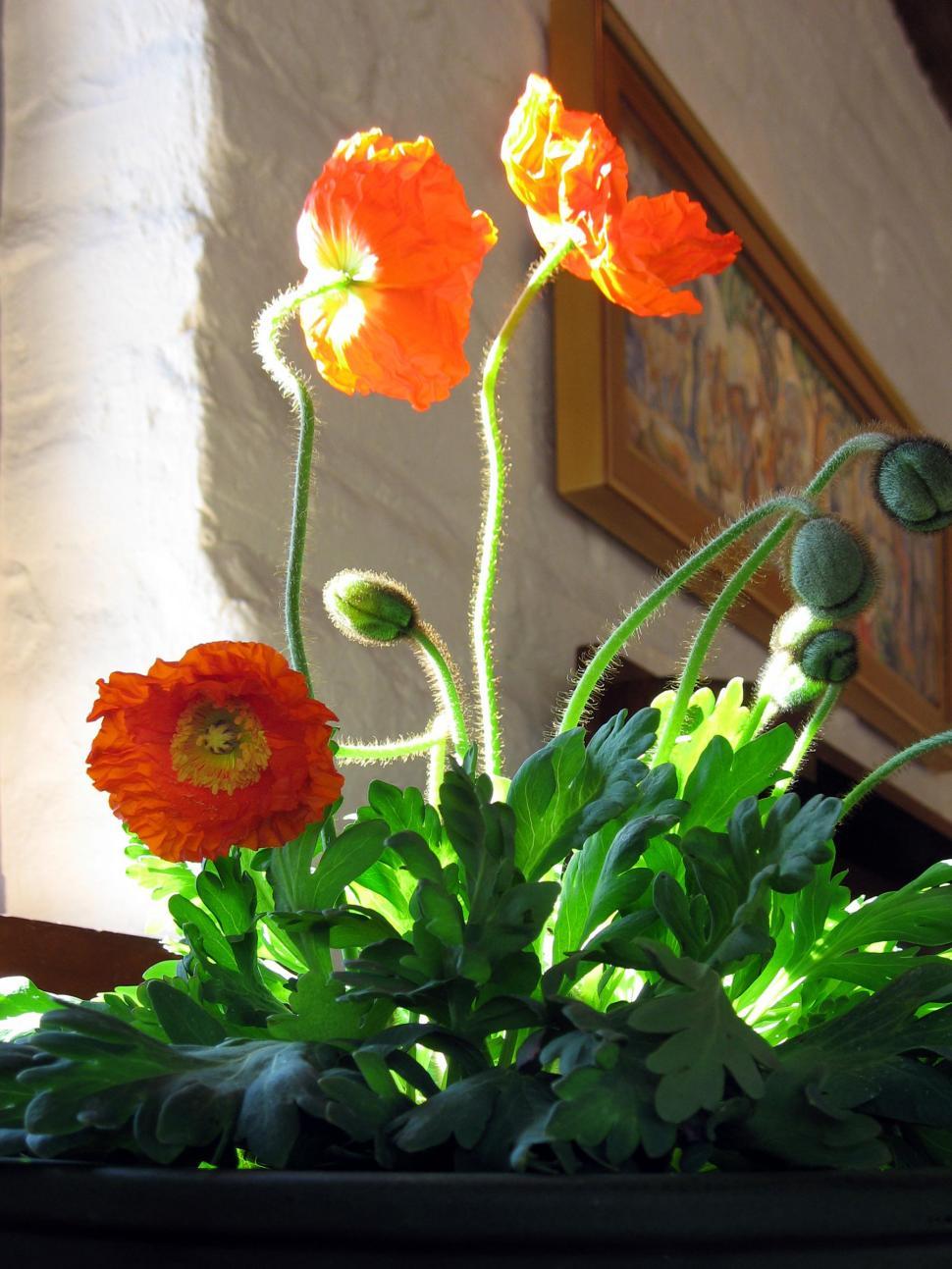 Free Image of Poppies Growing Indoors 