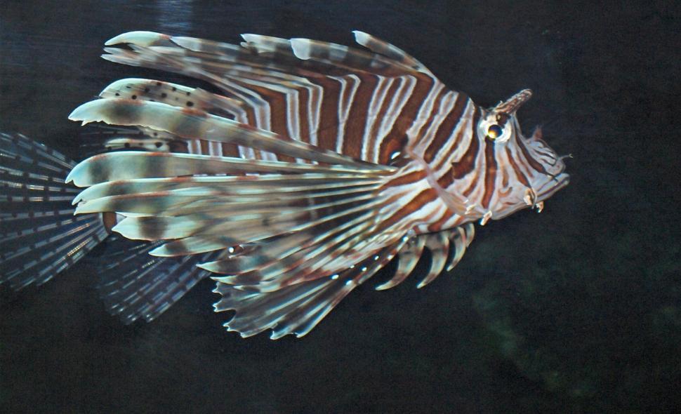 Free Image of Lionfish 