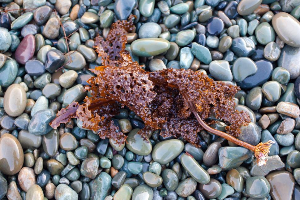 Free Image of Kelp and Beach Rocks 