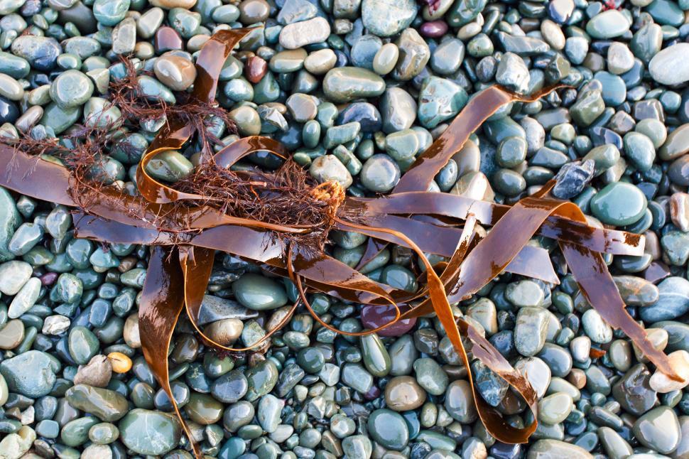 Free Image of Kelp and beach rocks 