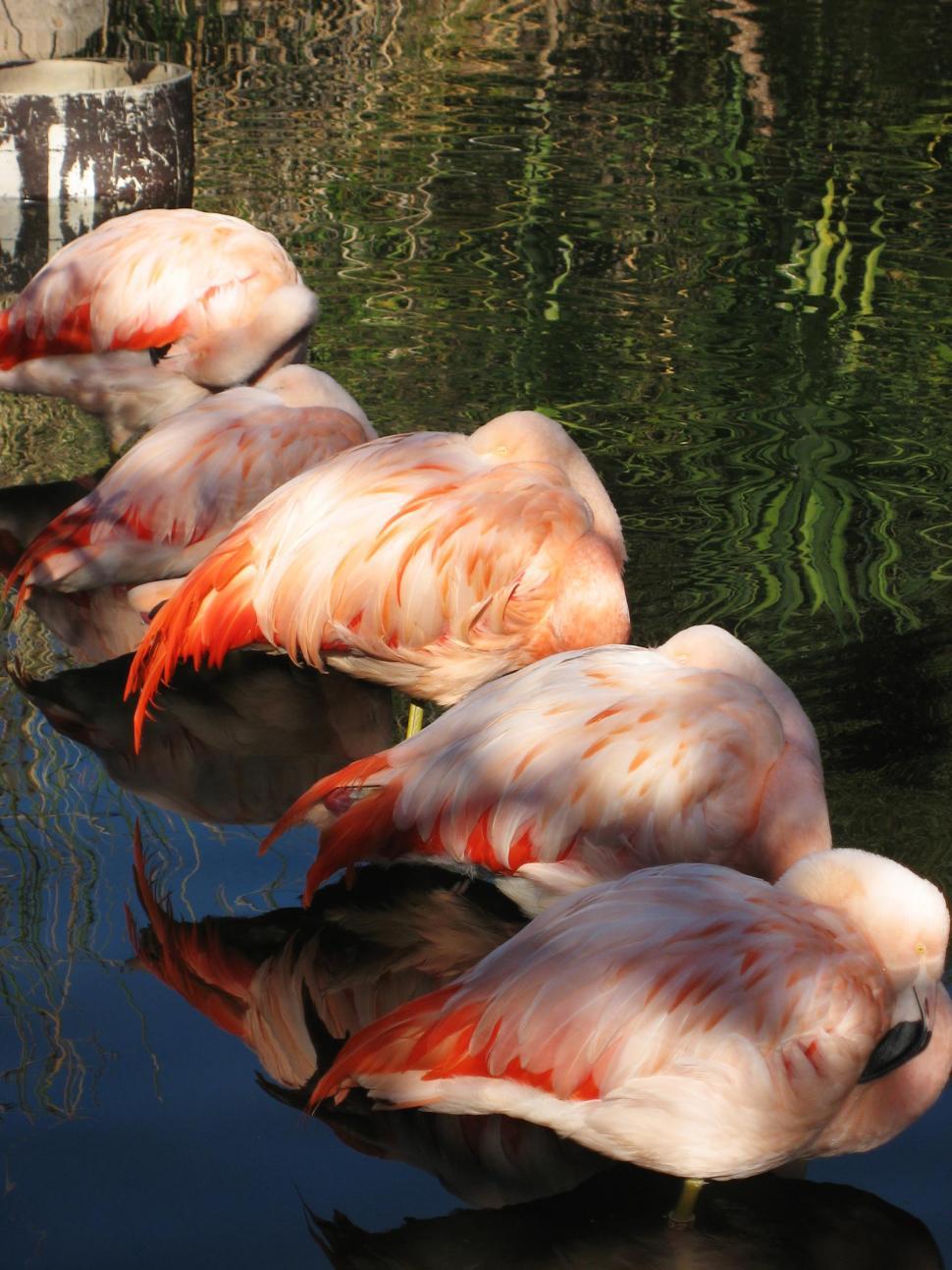 Free Image of Row of Flamingos  