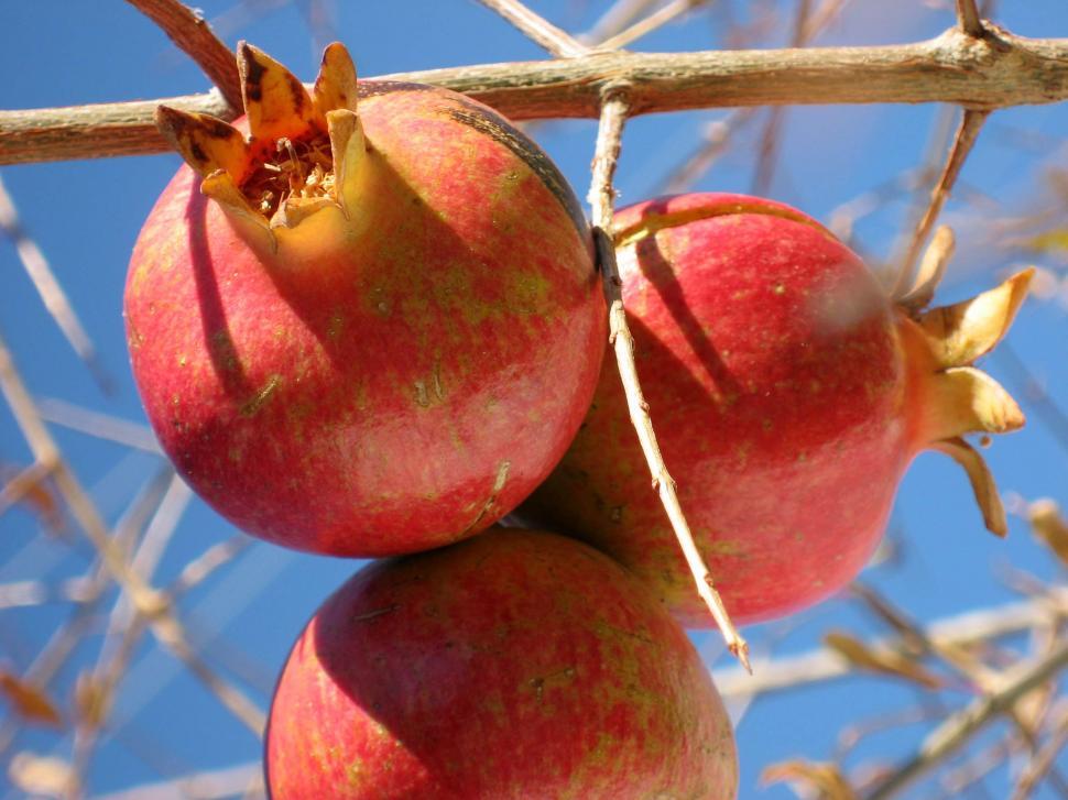 Free Image of Pomegranate cluster on a tree  