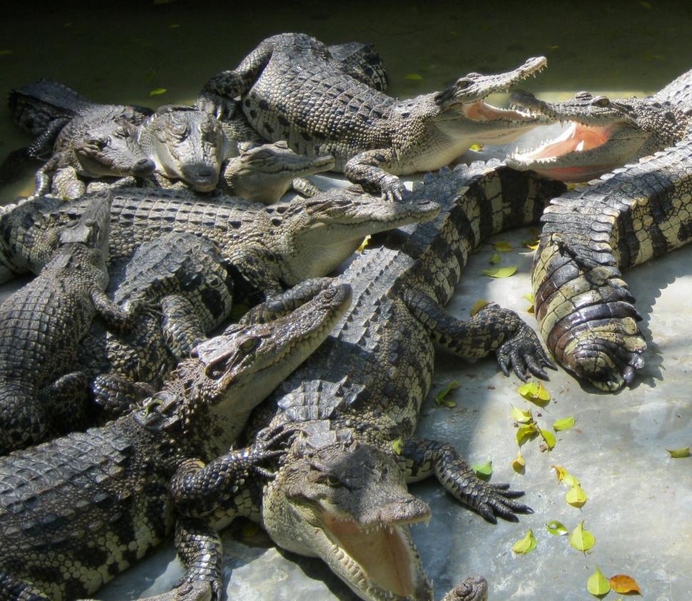 Free Image of Pile of Crocodiles 