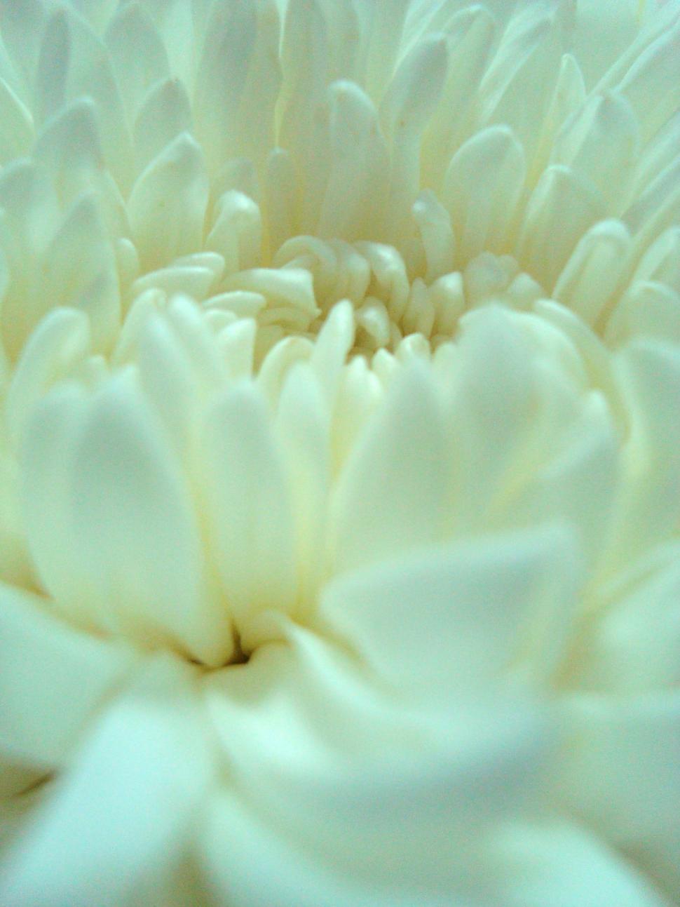 Free Image of White Flower Close-Up 