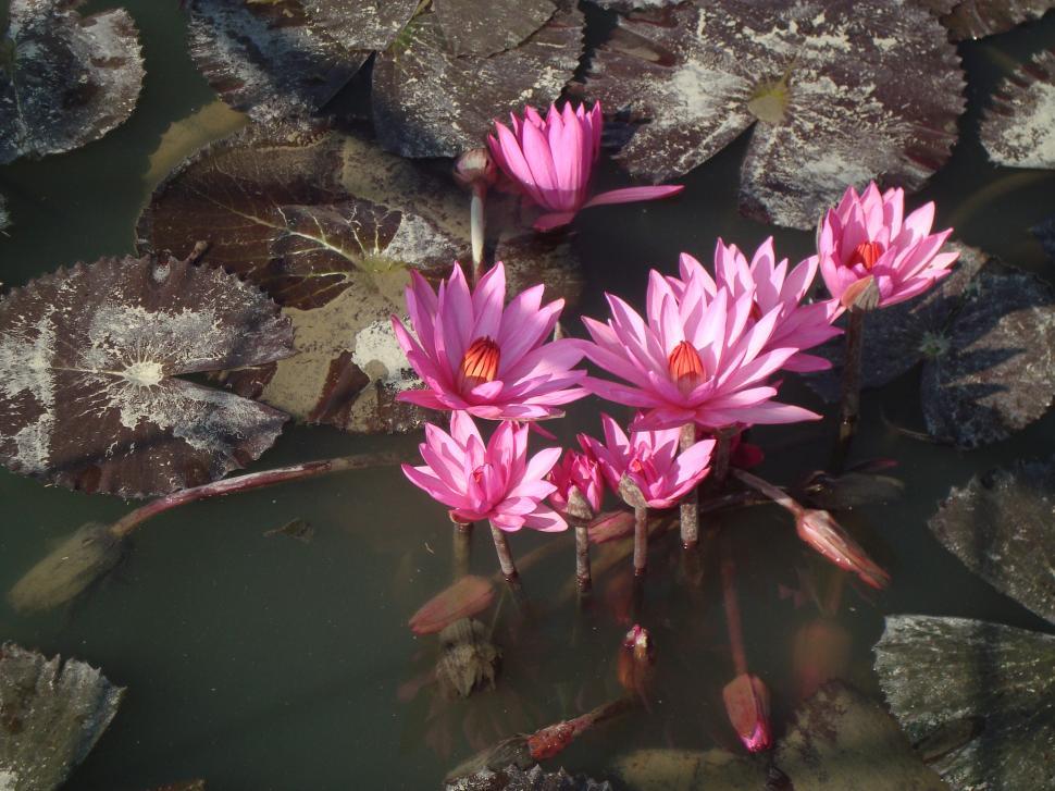 Free Image of Group of Pink Flowers Floating on Top of Pond 
