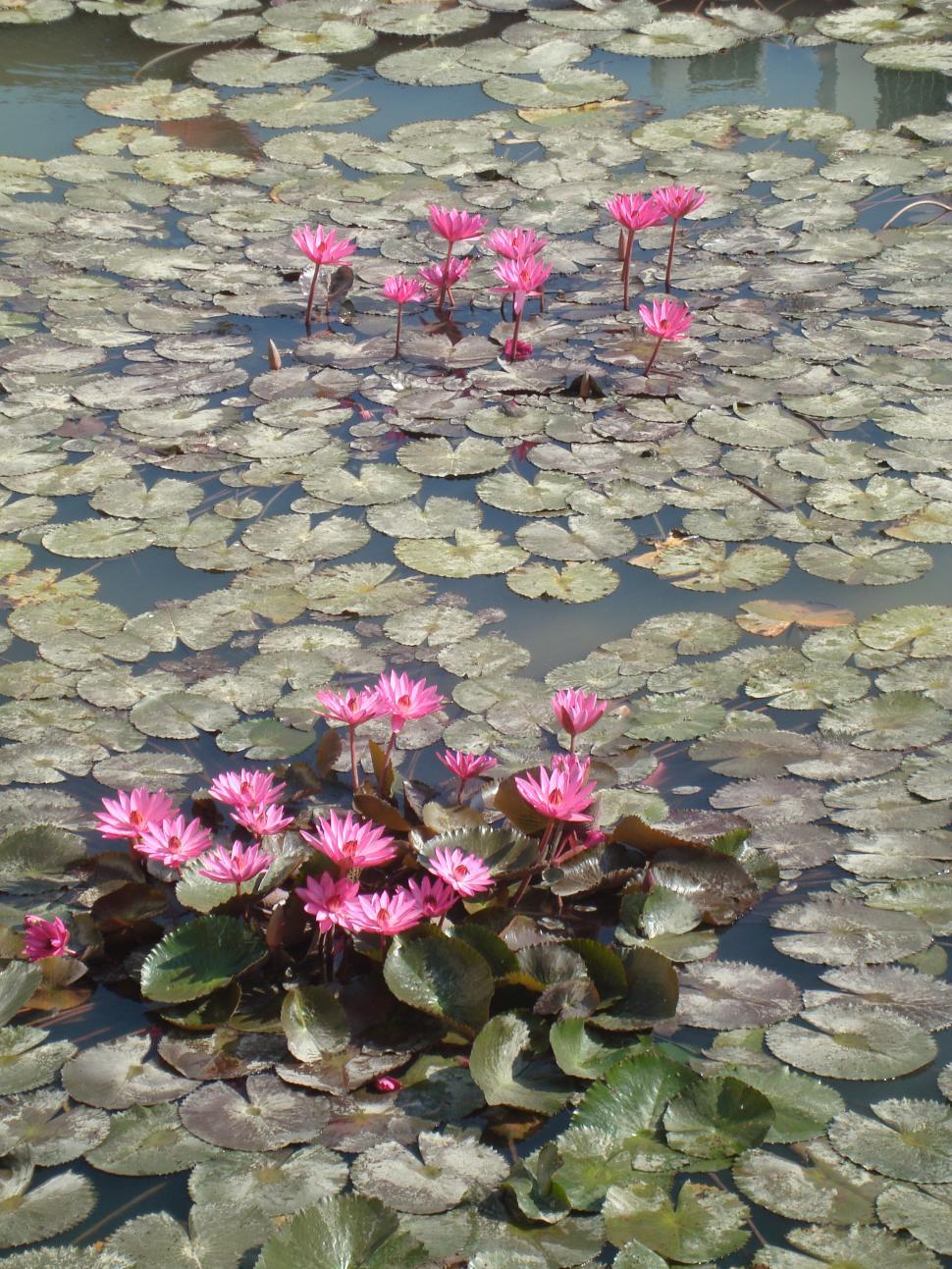 Free Image of Pink Water Lilies Floating Among Lily Pads in Pond 