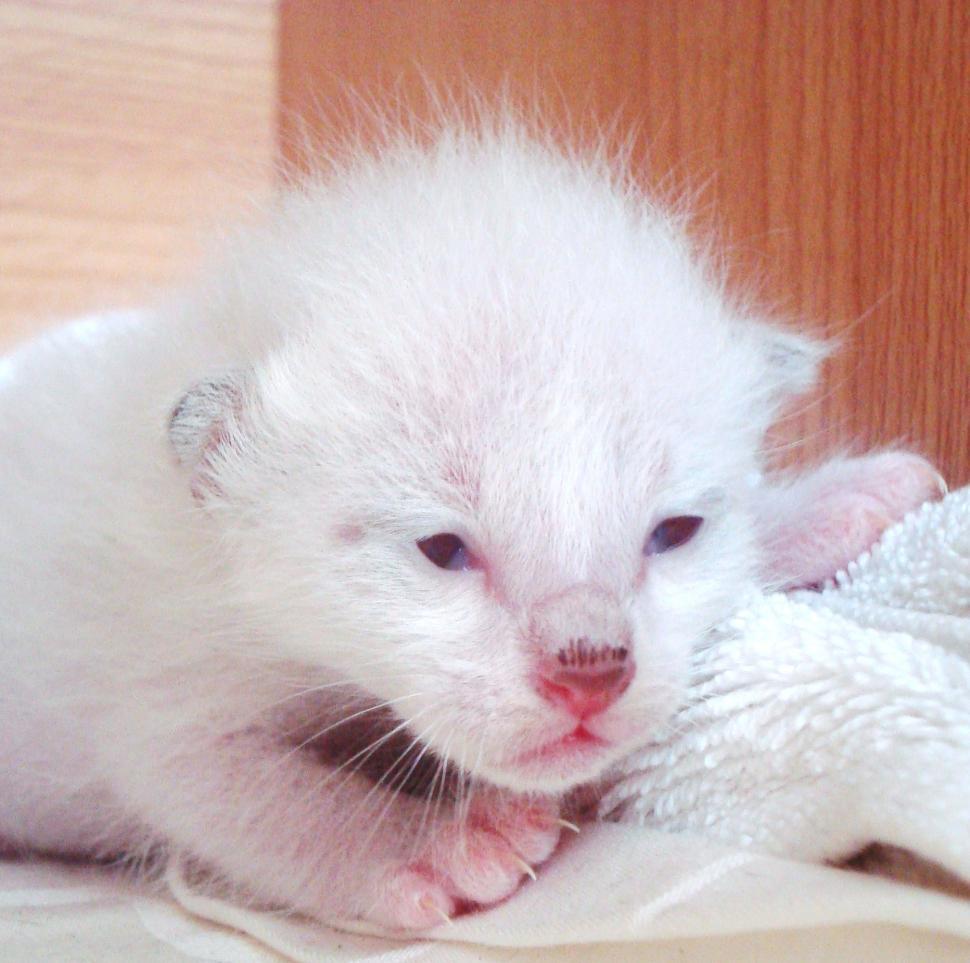Free Image of Albino Burmese Kitten 