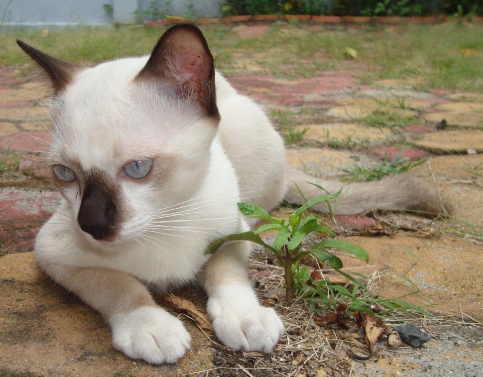 Free Image of White and Black Burmese Cat 