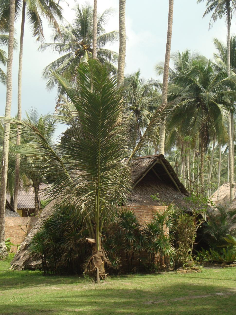 Free Image of Tropical Beach Hut 