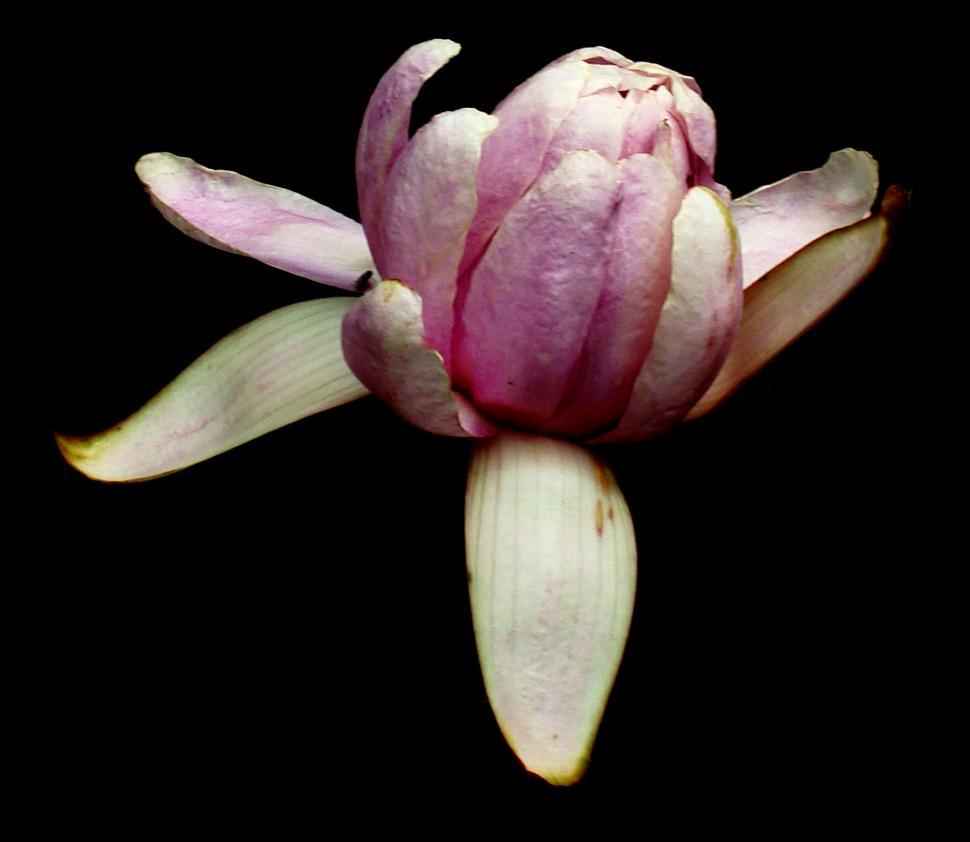 Free Image of Purple Lilly on Black Background 