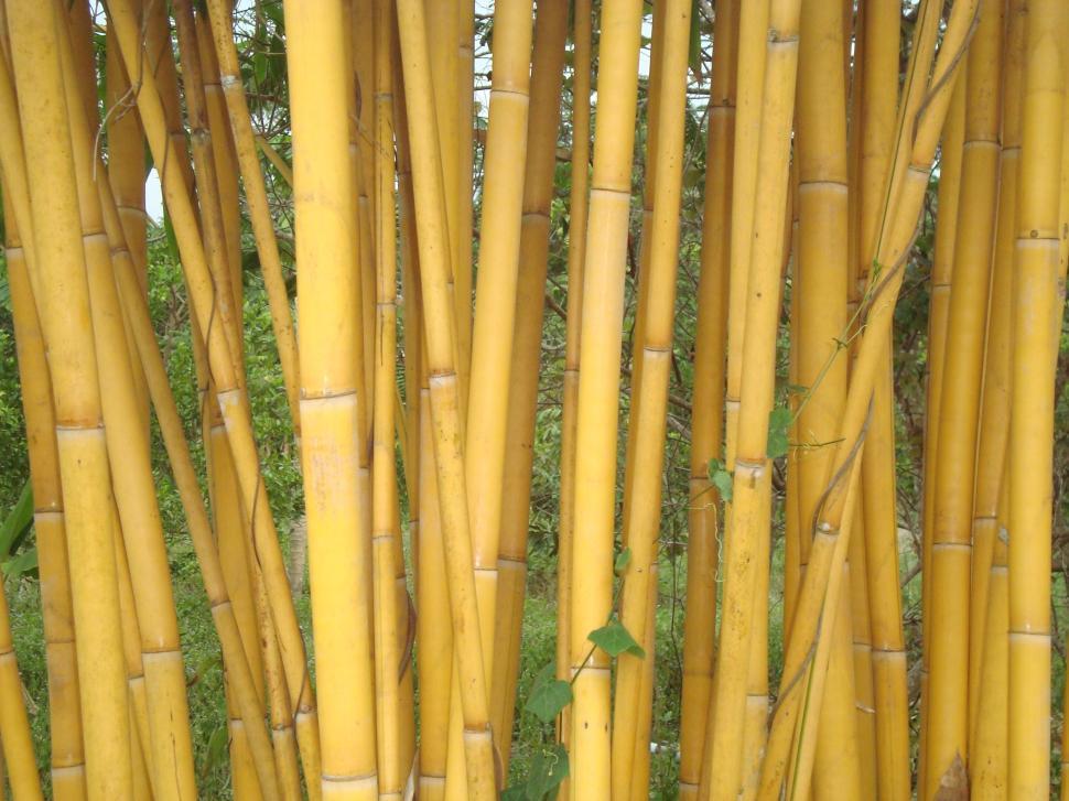 Free Image of Golden Bamboo 