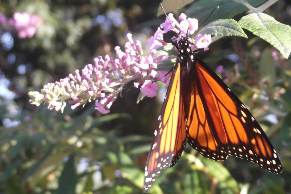 Free Image of Monarch Butterfly 