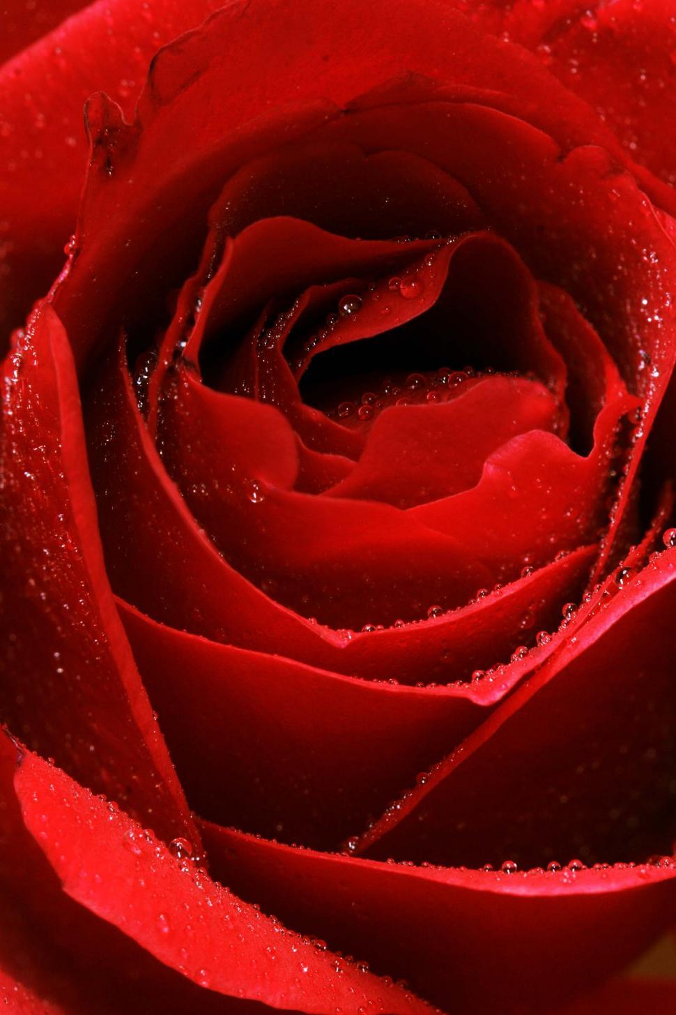Free Image of Detail of red rose 