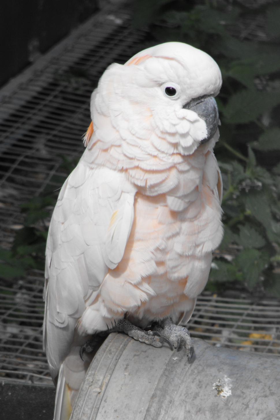 Free Image of White Parrot 