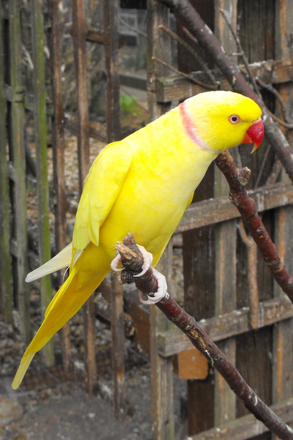 Free Image of Yellow Bird 