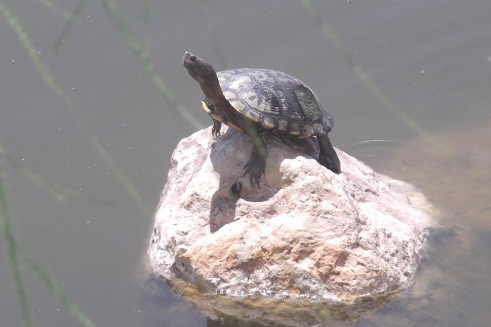 Free Image of Turtle on a Rock 