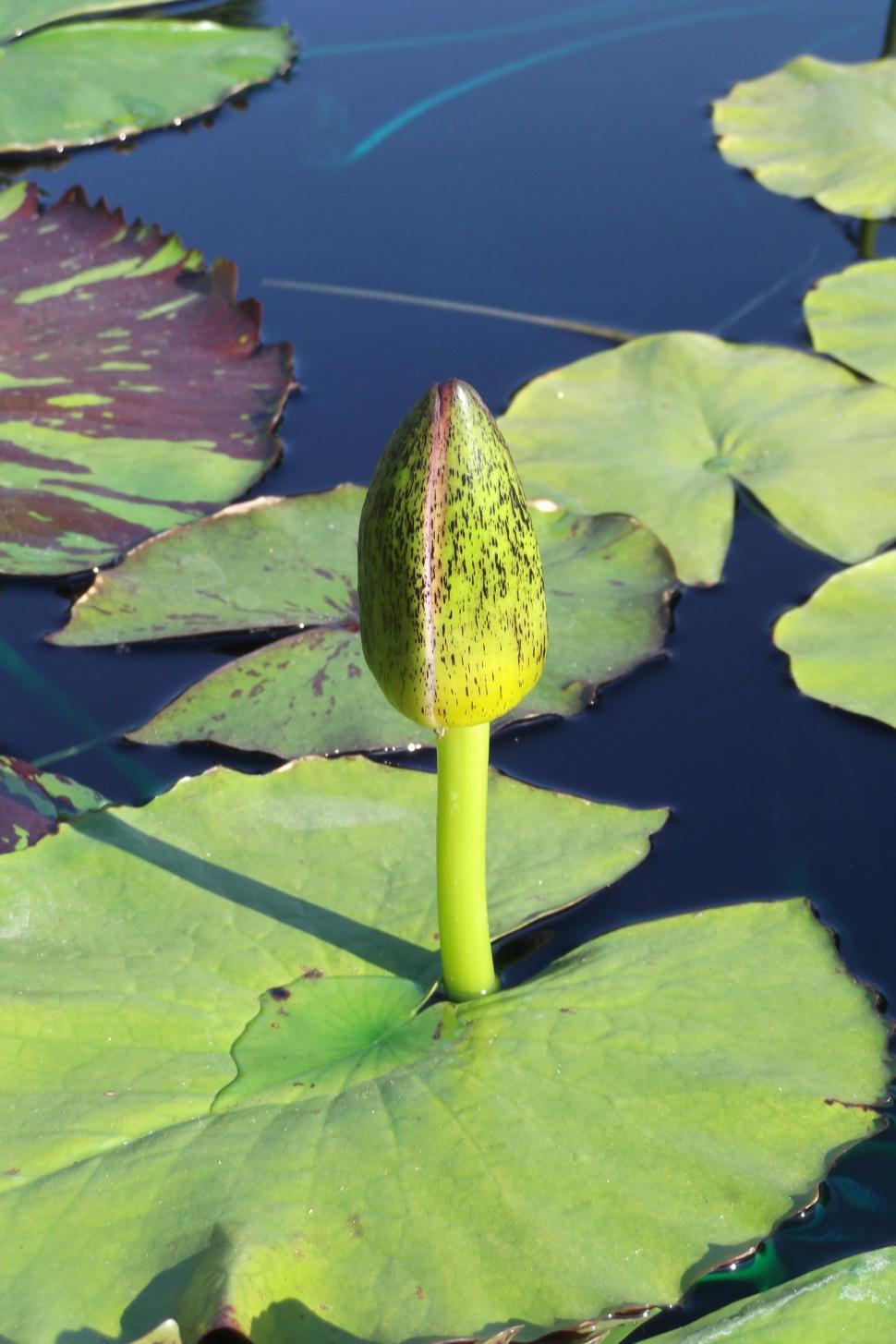 Free Image of Closed Water Lily 