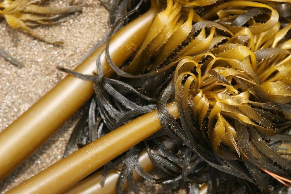 Free Image of beach coast coastal ocean sand california northern water coastline kelp closeup sea weed seaweed plant 