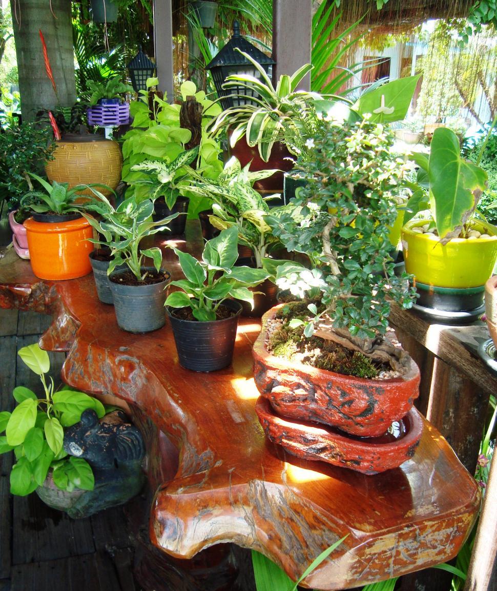Free Image of Tropical Potted Plants 