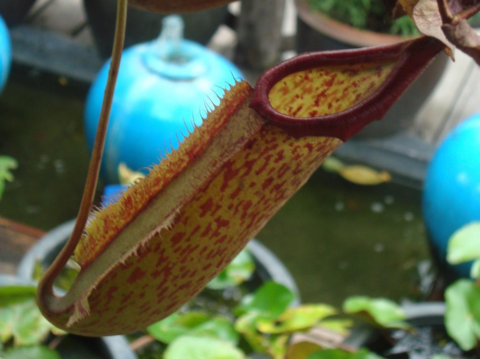 Free Image of carnivorous plant 