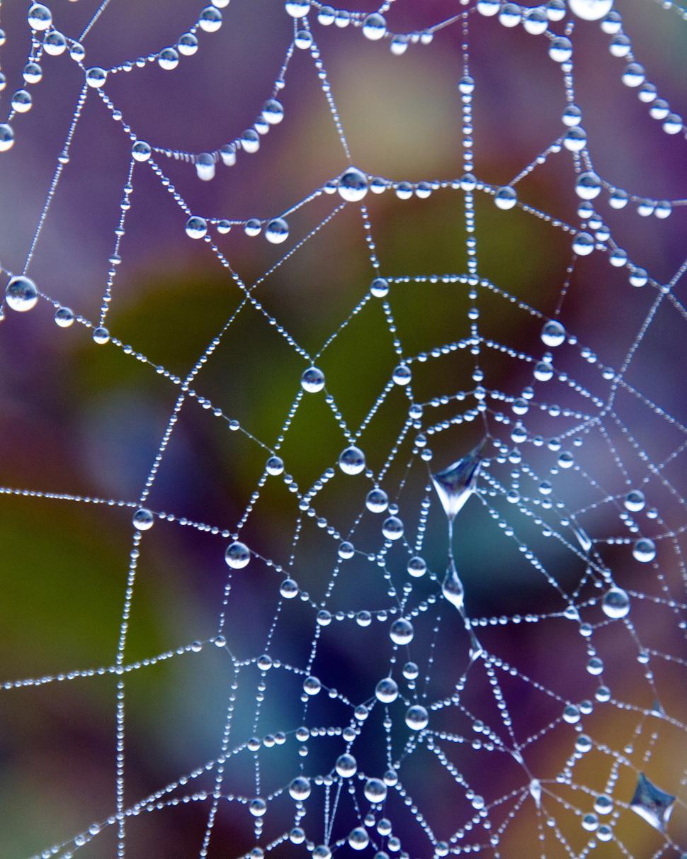Free Image of Spider Web 