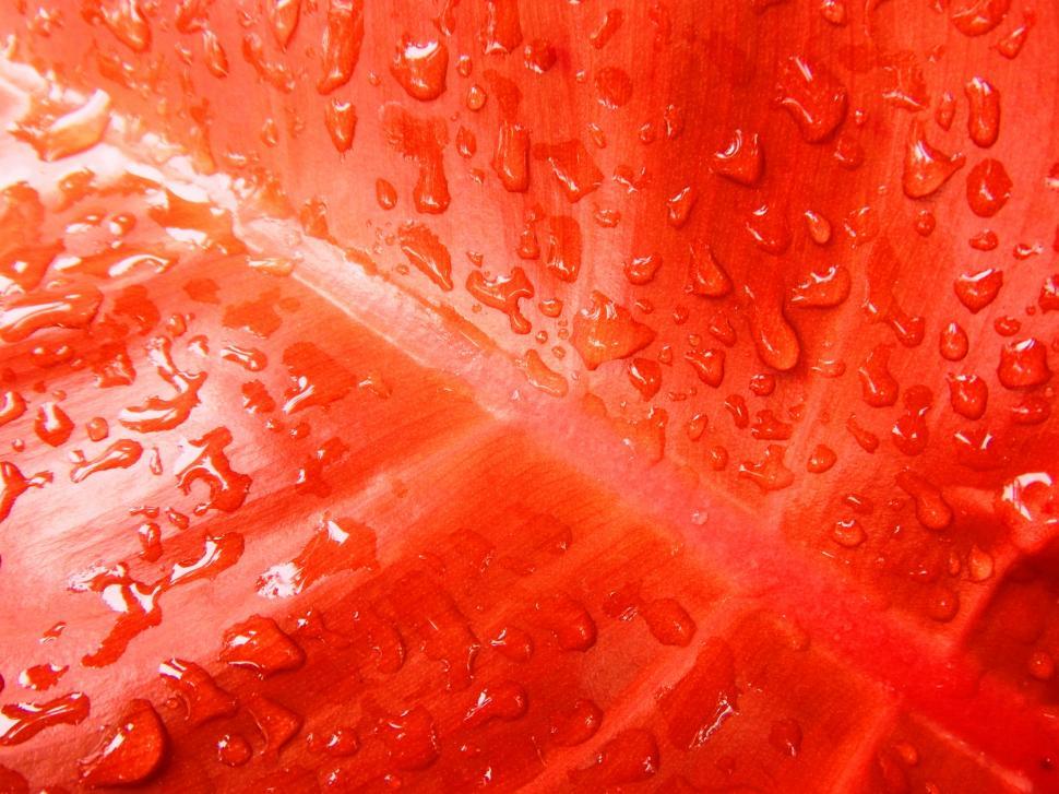 Free Image of Red Leaf Close-up 