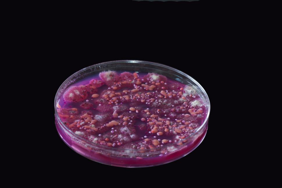Free Image of Microbiology 