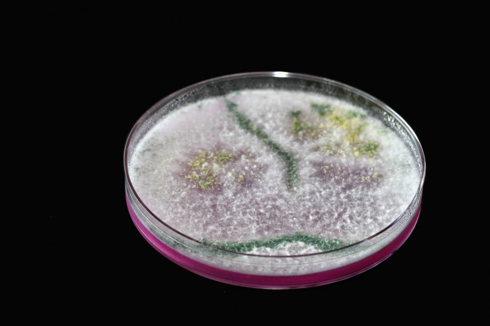 Free Image of Microbiology 