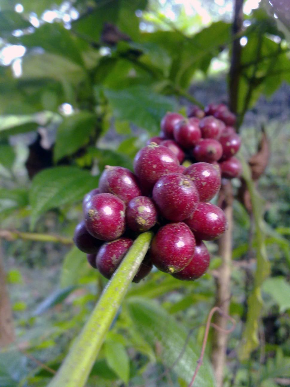 Free Image of Coffee Fruits 