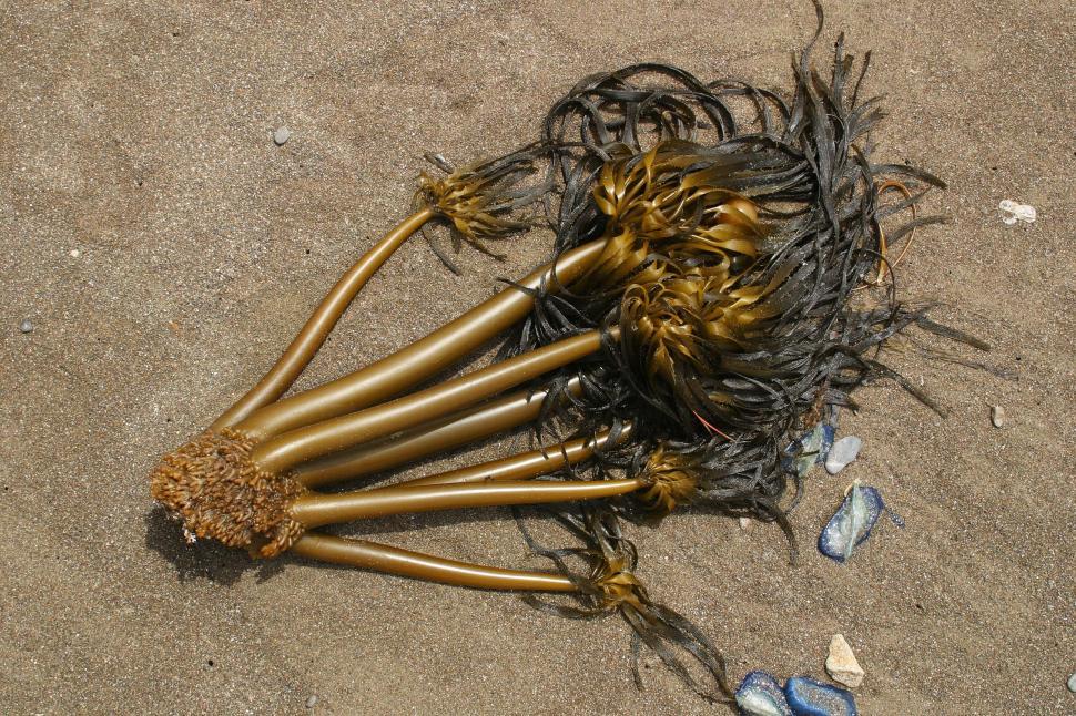 Free Image of beach coast coastal ocean sand california northern water coastline kelp seaweed sea weed jellyfish tide low 
