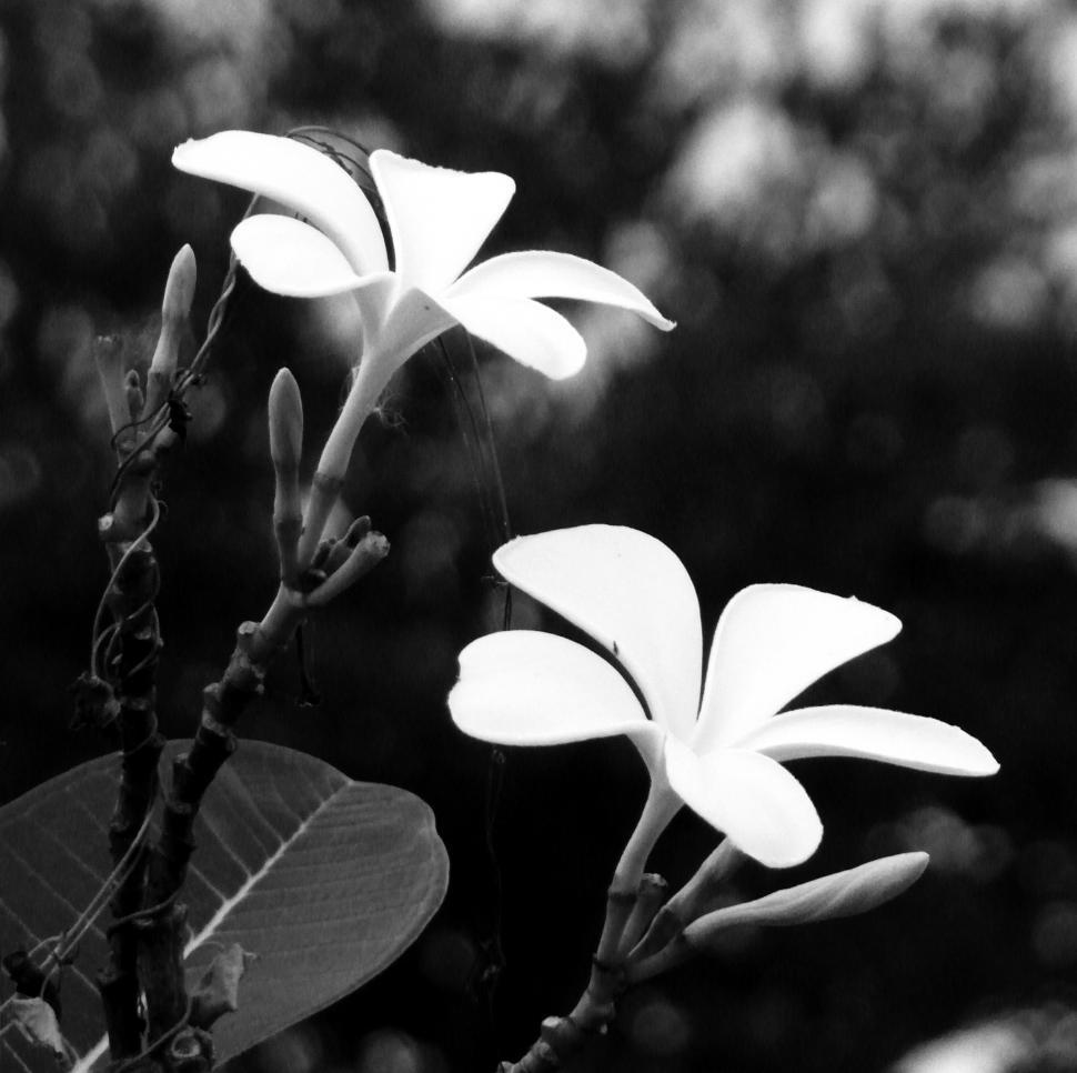 Free Image of Black & White of Tropical Flowers 