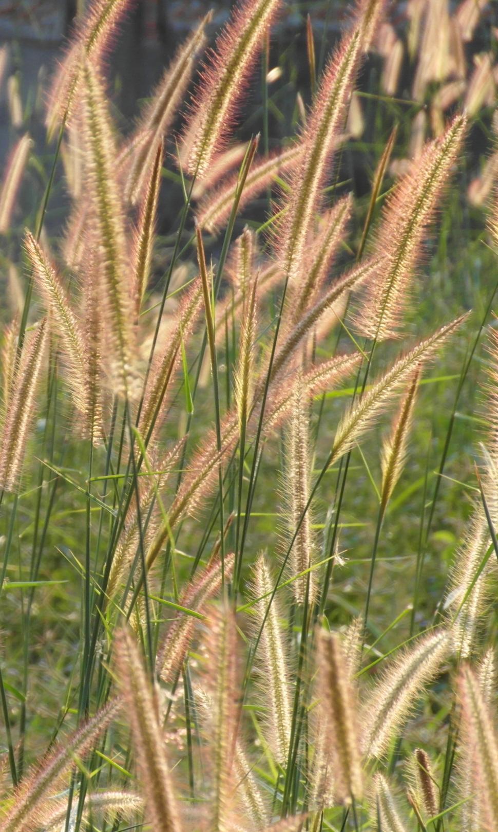 Free Image of Backlit Grass 