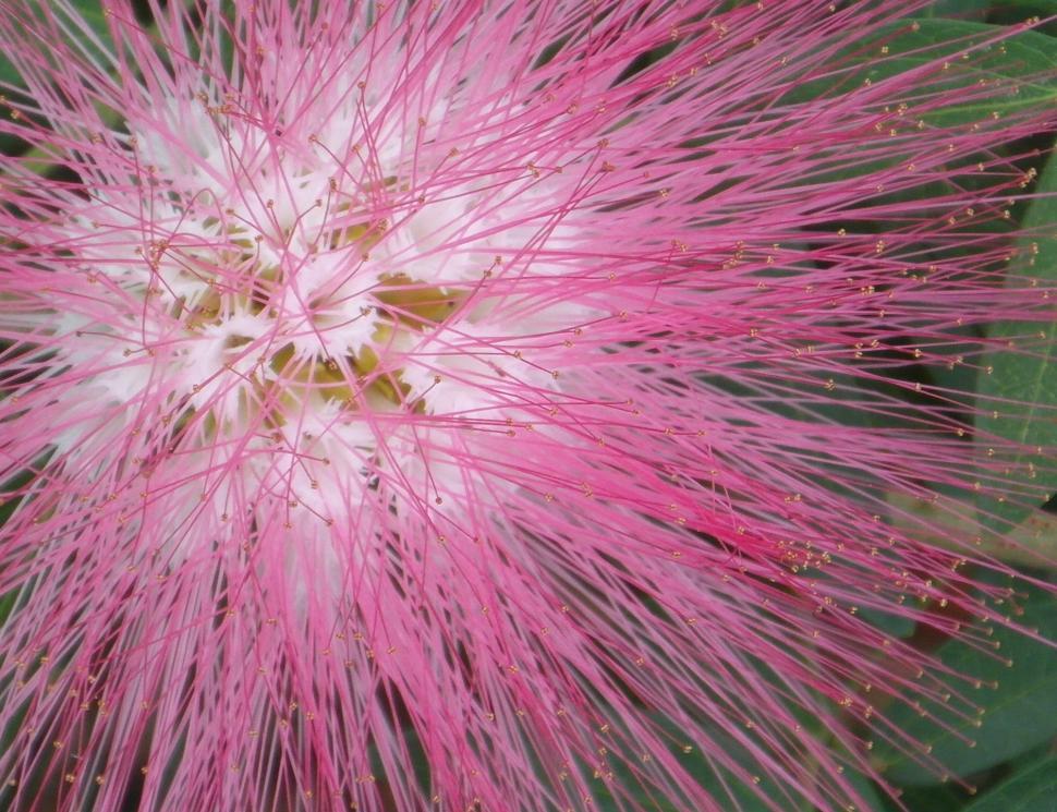 Free Image of Tropical Pink Flower 