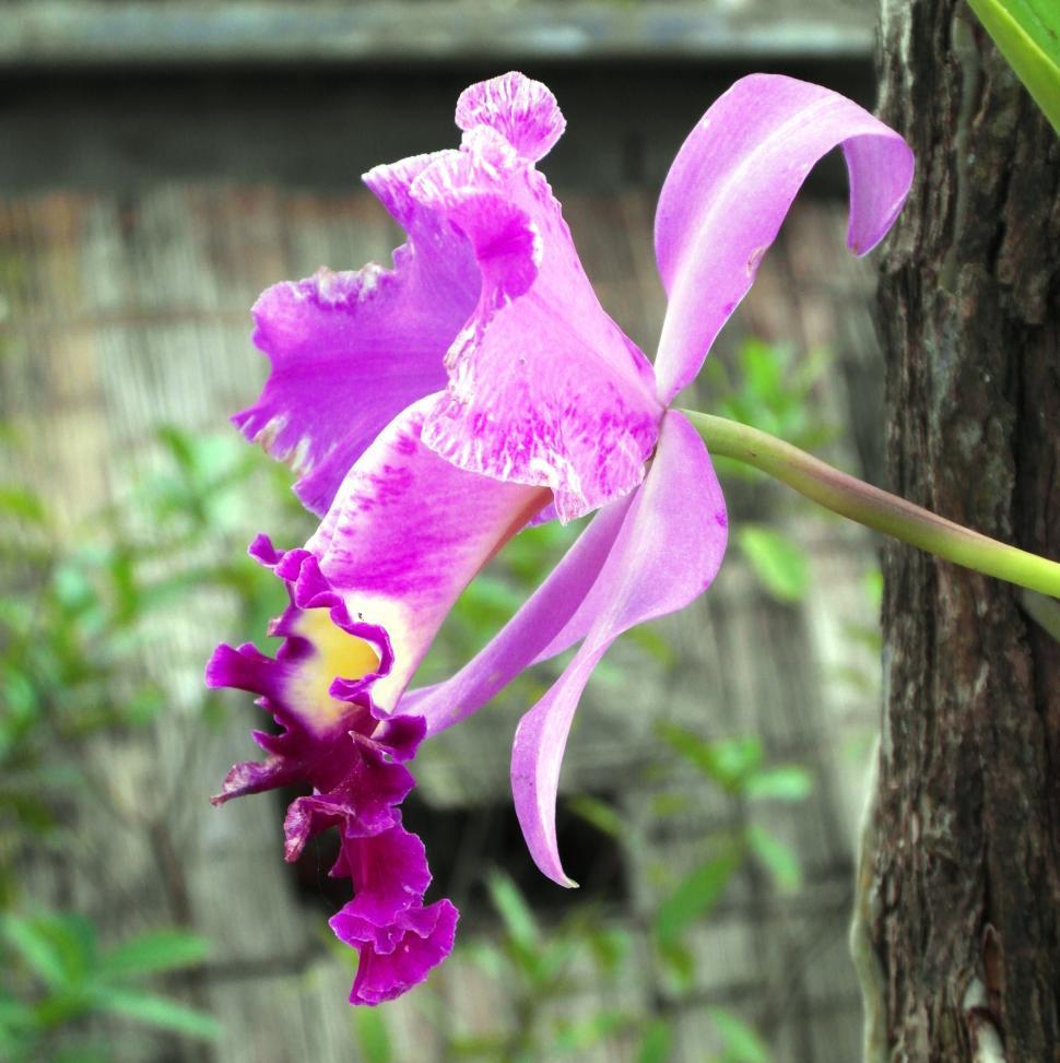 Free Image of Pink Orchid 