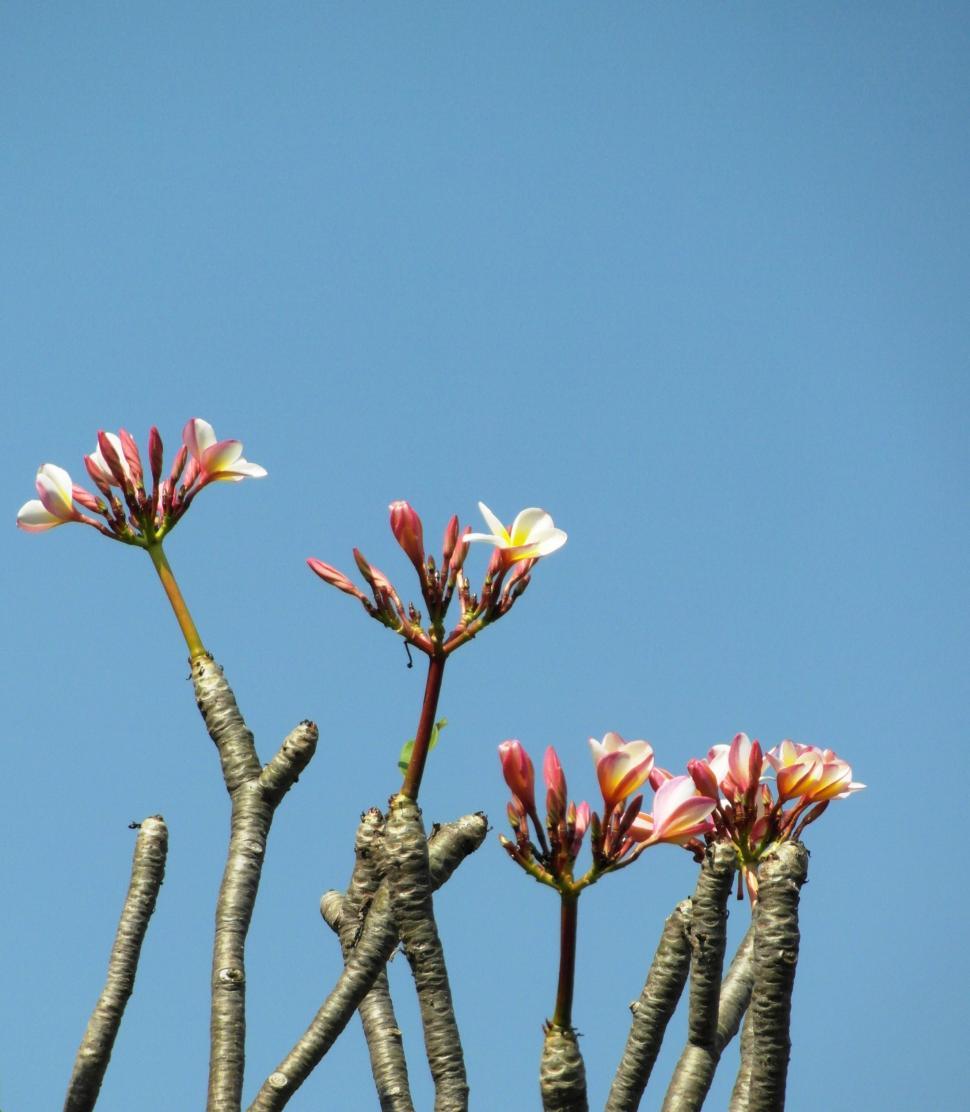 Free Image of Pink Plumeria Blossom Blue Sky Background 