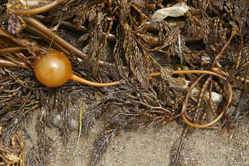 Download Free Stock Photo of beach coast coastal ocean sand california northern water coastline sea weed seaweed bulb kelp 