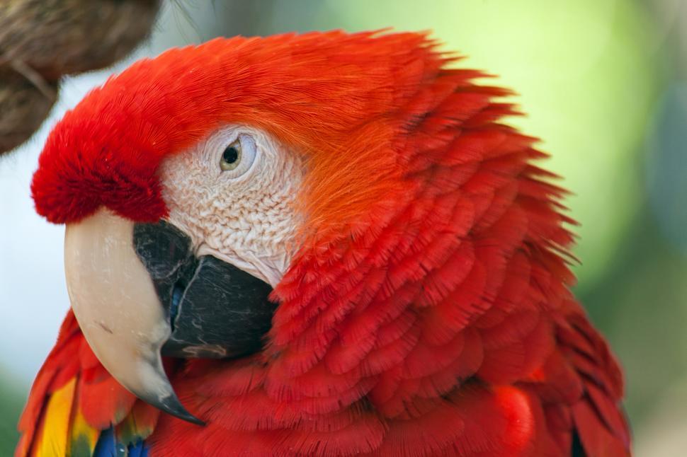 Free Image of Macaw 