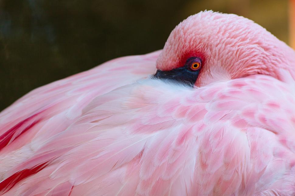Free Image of Flamingo 