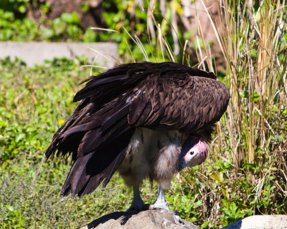 Free Image of Vulture 