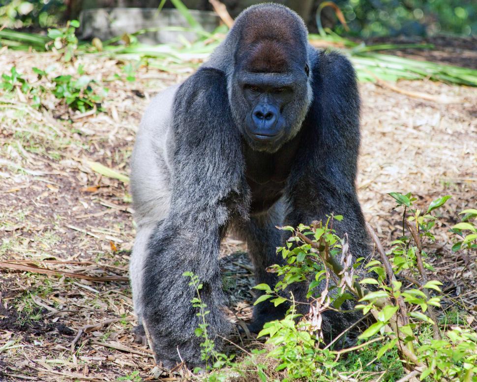 Free Image of Gorilla 
