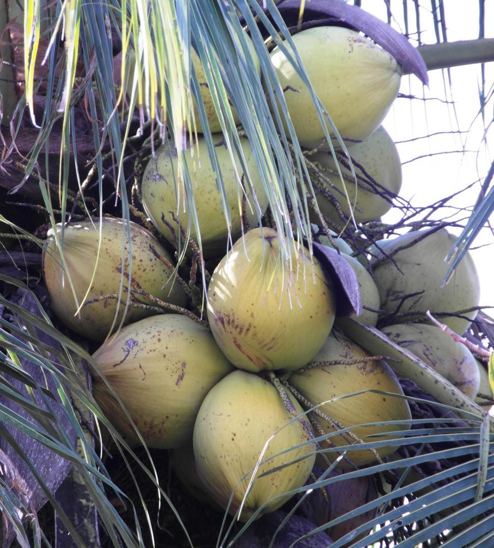 Free Image of Coconuts Growing on a Tree 
