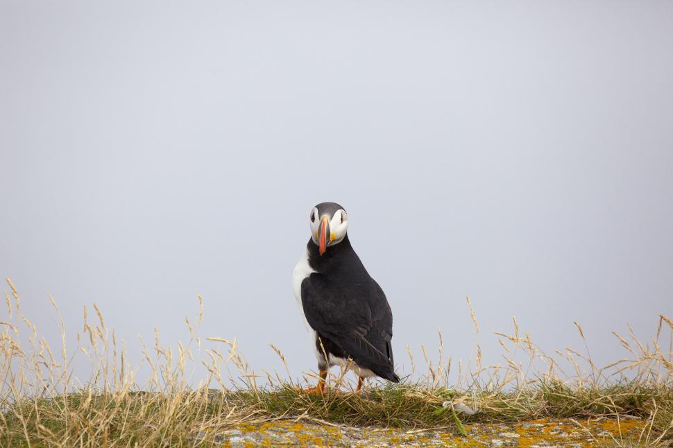 Free Image of Puffin 
