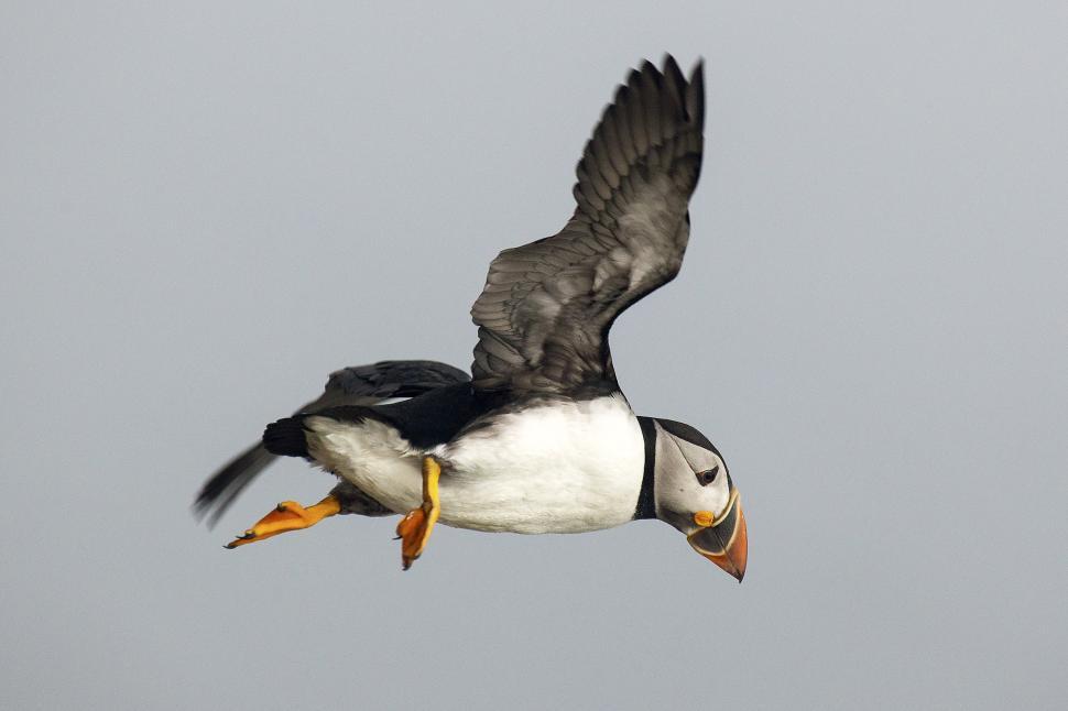 Free Image of Puffin 
