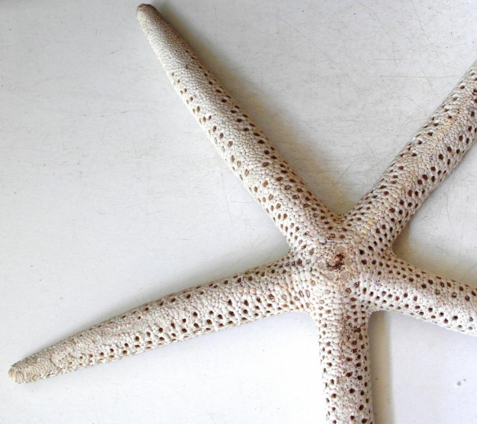 Free Image of Starfish 