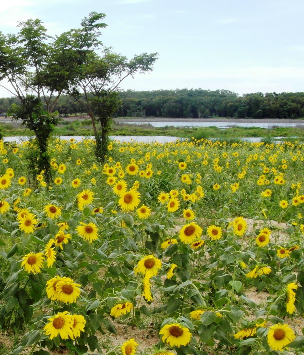 Free Image of Sunflower Field 
