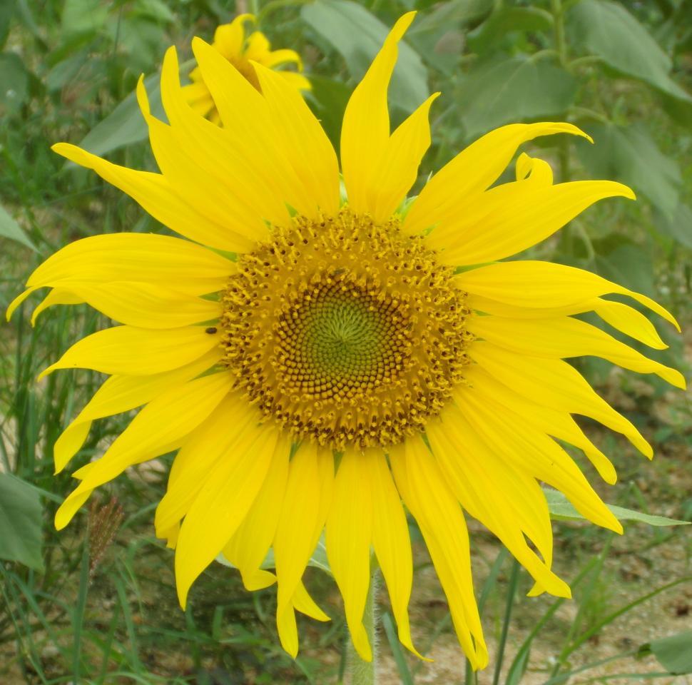 Free Image of Single Sunflower 