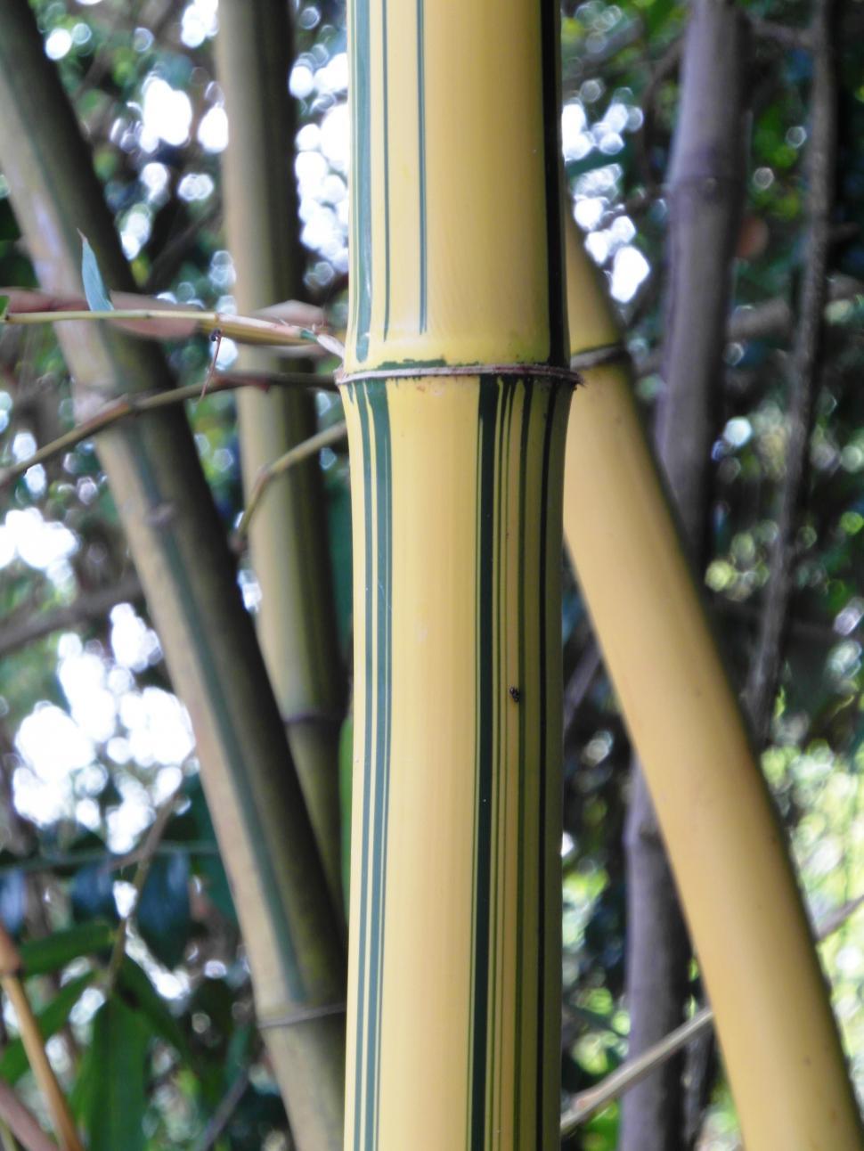 Free Image of Golden Striped Bamboo Detail 