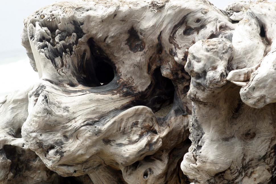 Free Image of beach coast coastal ocean driftwood wood california northern coastline log bleach bleached burl weathered 