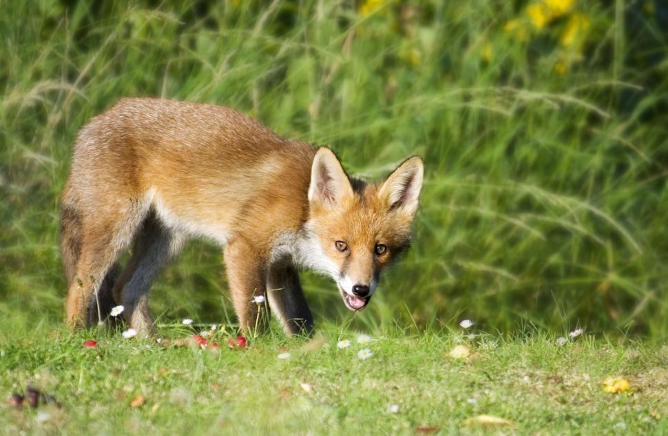 Free Image of Young Fox Standing in Grass 
